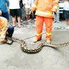 Damkar Gresik Evakuasi Ular Phyton Sepanjang 3 Meter dari Selokan