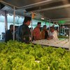 <em>Fastaman Green </em>Jadi Taman Edukasi <em>Urban Farming </em>Pertama di Sidoarjo