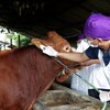 Deteksi PMK, DKPP Surabaya Terjunkan Dokter Periksa Hewan Ternak