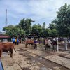 Dampak PMK, Harga Sapi Anjlok dan Pasar Hewan di Ponorogo Relatif Sepi