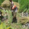 Petani Probolinggo Ditemukan Tewas usai Cari Rumput di Sawah
