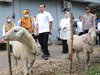 Sidak Hewan Kurban di Probolinggo, Petugas Temukan Domba Sakit Mata