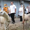 Sidak Hewan Kurban di Probolinggo, Petugas Temukan Domba Sakit Mata