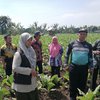 Atasi Hama Tembakau, Disperta Probolinggo Imbau Petani Gunakan Pupuk Organik dan Pestisida Nabati