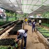 Budidaya Urban Farming Terus Diminati, Permintaan Bibit ke DKPP Surabaya Meningkat