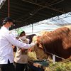 Jelang Pelaksanaan Hari Raya Iduladha, Tim DKPP Lakukan Pemeriksaan Kesehatan Hewan Kurban