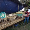 Efek Pandemi, Penjualan Hewan Kurban di Probolinggo Sepi Pembeli