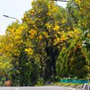 Bunga Tabebuya Bermekaran Lagi di Kota Surabaya