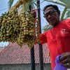 Buah Kurma Pembawa Rejeki dan Mitos Ingin Hamil