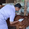 Mantri Hewan di Ponorogo Kewalahan Tangani Pengobatan PMK