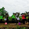 Kelompok Tani Panen Raya Padi Seluas 2 Hektar di Pakal