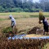 Ini Daftar Kebijakan Pemerintah yang Memihak Petani dan Peternak