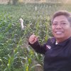 Rugikan Petani, HKTI Jember Kritik Presiden Jokowi Soal Penetapan Harga Jagung