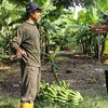 Lahan Pasca Tambang di Tuban Jadi Perkebunan Pisang Cavendish dan Ecopark