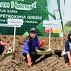Program Makmur, Petrokimia Gresik Dorong Peningkatan Produktifitas Tanaman Tebu