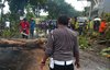 Mojokerto Diguyur Hujan dan Angin Kencang Sebabkan Pohon Jati Tumbang dan Timpa Truk