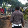 Mojokerto Diguyur Hujan dan Angin Kencang Sebabkan Pohon Jati Tumbang dan Timpa Truk