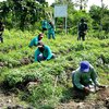 Hadapi Pandemi, Program Kedaulatan Pangan Disiapkan