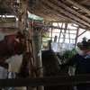 Tanggulangi Sebaran Wabah PMK, Sapi Sehat di Kabupaten Probolinggo Mulai Divaksinasi