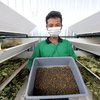 Lahan BTKD Tambak Wedi Dimanfaatkan untuk Urban Farming