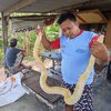 Temuan Ular Sanca Albino di Makam Gegerkan Warga, BKSDA: Jangan Dilepaskan
