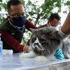 Pertahankan Zero Rabies, Dinas Pertanian Banyuwangi Vaksin 2.300 Hewan