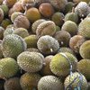 Jatim Penghasil Durian Terbanyak di Indonesia