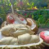 Ini Wisata Durian di Jatim yang Wajib Dikunjungi