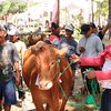 Dianggap Bisa Naikkan Harga Jual di Pasaran, Peternak Apresiasi Kontes Ternak yang Digelar Dinas Peternakan dan Kelautan Situbondo