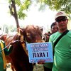 Sapi Super Jumbo Juara I Kontes Ternak Kelas Ekstrim Dijual Rp 180 Juta