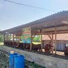 Program Penggemukan Sapi oleh BUMDes Tambaan Sampang Disorot
