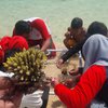 Upaya Nelayan Banyuwangi Menanam Terumbu Karang