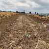 Panen Raya Jagung Presiden di Tuban: Ditanam dan Dirawat Petani, yang Dapat Penghargaan Polri 