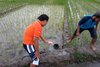 Nyulam Padi di Sawah, Kakek Usia 56 Tahun Meninggal Tersambar Petir