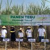 Produktivitas Tebu di Malang Naik 9,4 Persen