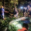 Hujan Disertai Angin Kencang, Pohon Sono di Jalur Cangar-Pacet Tumbang, Satu Pengemudi Tewas