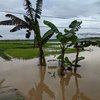 220 Hektar Sawah di Ponorogo Terendam, Petani Tak Ikut Asuransi