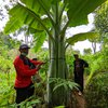 Pisang Raksasa di Ponorogo Sama dengan di Papua, Tak Bisa Dikonsumsi