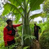 Melihat Pohon Pisang Raksasa “Aladin” di Ponorogo, Berdiameter Hampir 2 Meter 