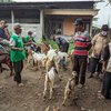 PMK Mewabah, Peternak Kambing di Ponorogo Tetap Berjualan di Pasar