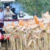 Prabowo Panen Jagung di Tuban, Resmikan 10 Gudang Ketahanan Pangan Polri