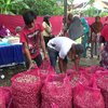 Harga Bawang Merah dan Putih di Malang Naik Drastis