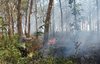 Hutan Jati Milik Perhutani Yang  Terbakar di Malang Berhasil Dipadamkan