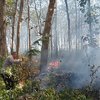 Hutan Jati Milik Perhutani Yang Terbakar di Malang Berhasil Dipadamkan