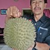 "Raja Tupai" Kaki Argopuro, Durian Khas Krucil Probolinggo