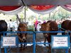 Di Masjid Akbar Surabaya, Sapi Jokowi Paling Besar