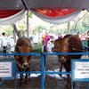 Di Masjid Akbar Surabaya, Sapi Jokowi Paling Besar