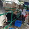 Sapi Kurban Presiden Mengamuk di Masjid Al-Akbar Surabaya