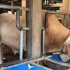 Prabowo Pilih Dua Sapi Kurban Jumbo dari Mojokerto, Bobotnya Lebih dari Satu Ton