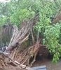 Mojokerto Diterjang Angin Kencang, Puluhan Pohon Tumbang